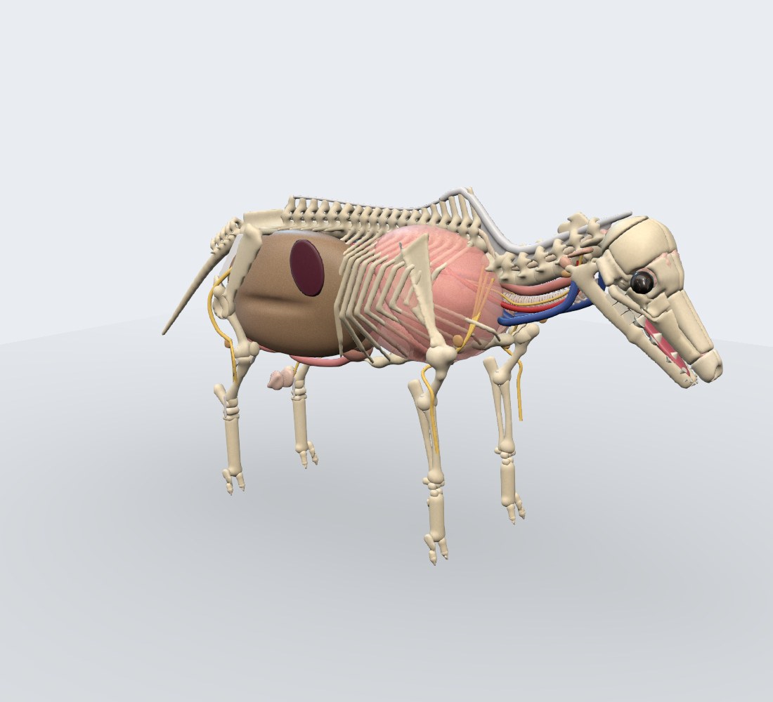 Modelo 3D — Bovino