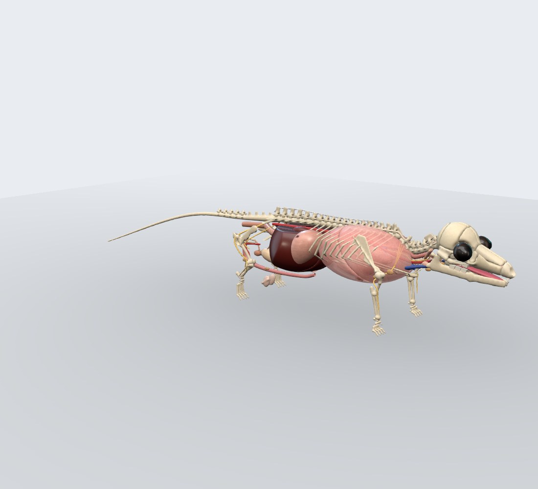 Modelo 3D — Camundongo
