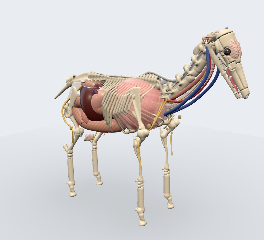 Modelo 3D — Equino