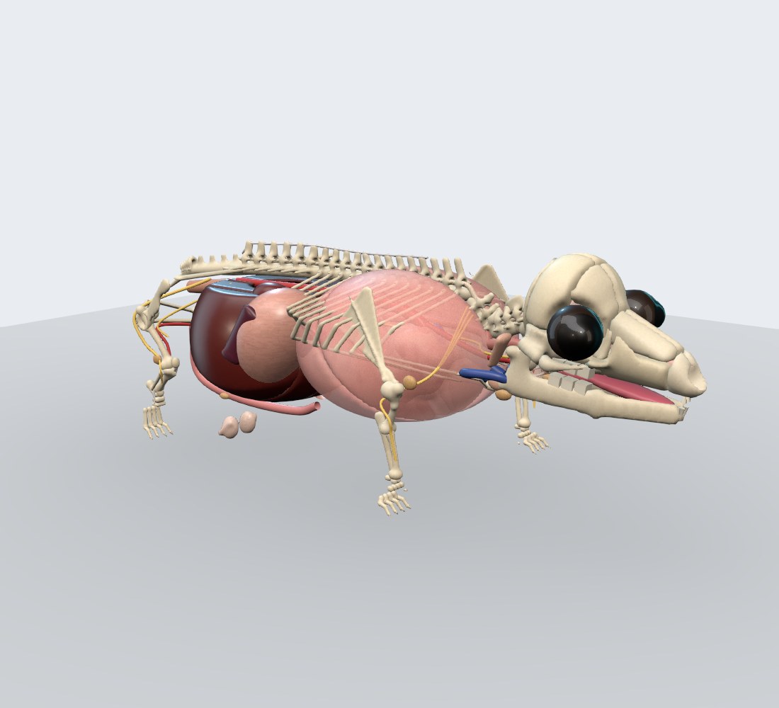 Modelo 3D — Hamster