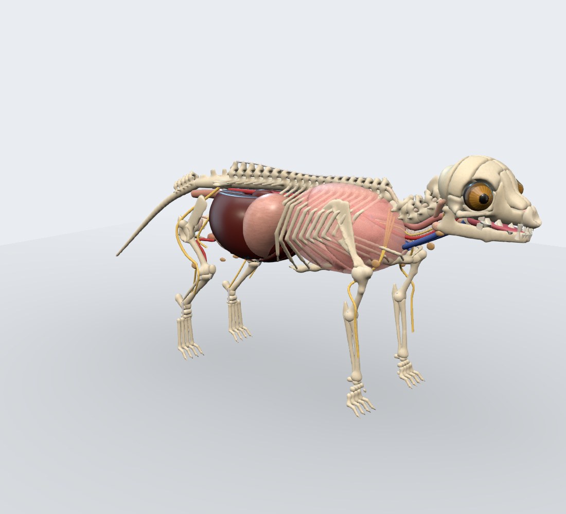 Modelo 3D — Leão