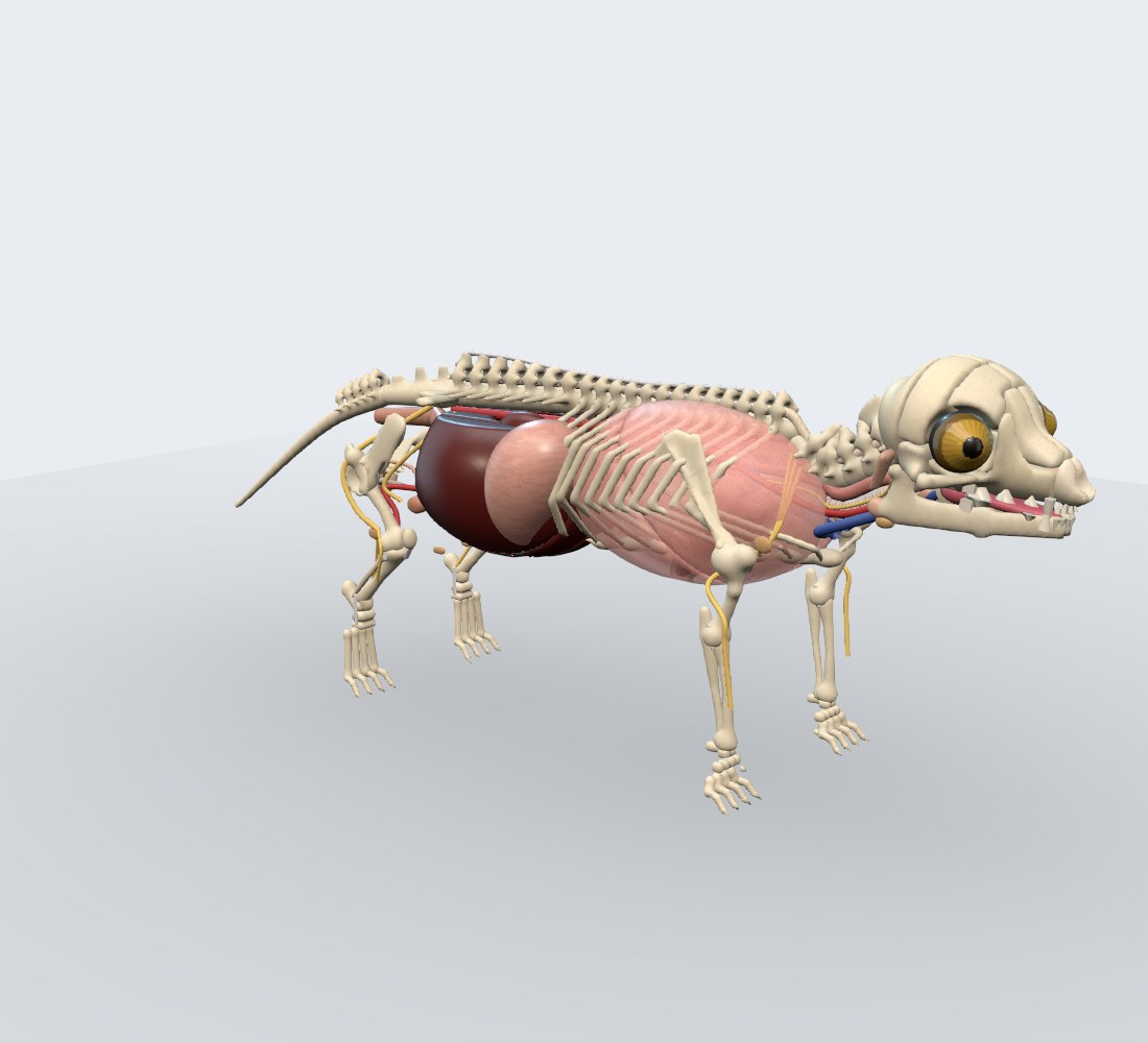 Modelo 3D — Onça-pintada