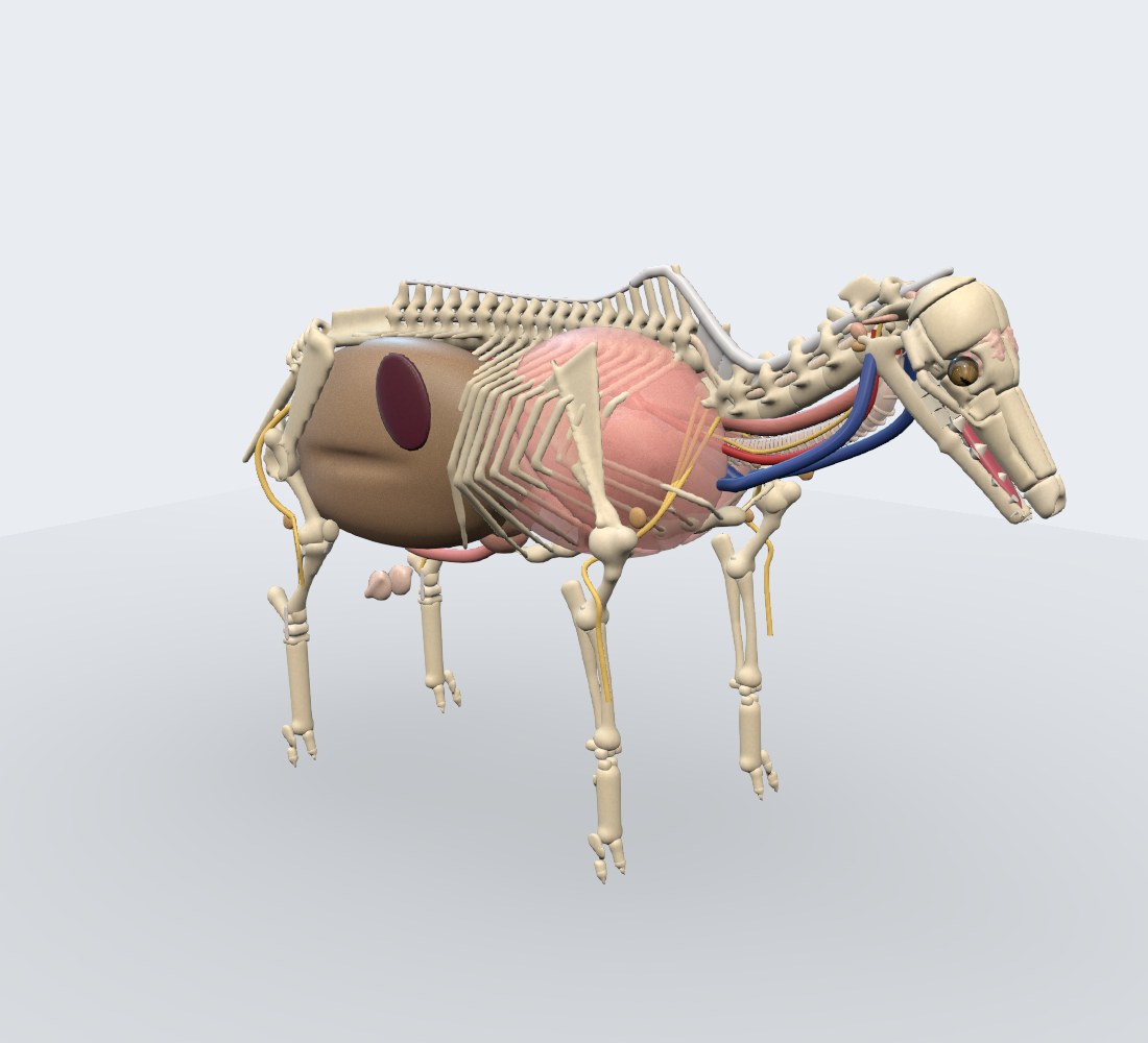 Modelo 3D — Ovino