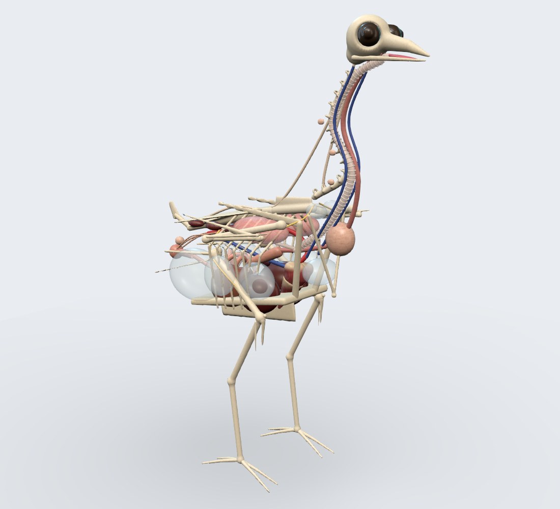Modelo 3D — Papagaio