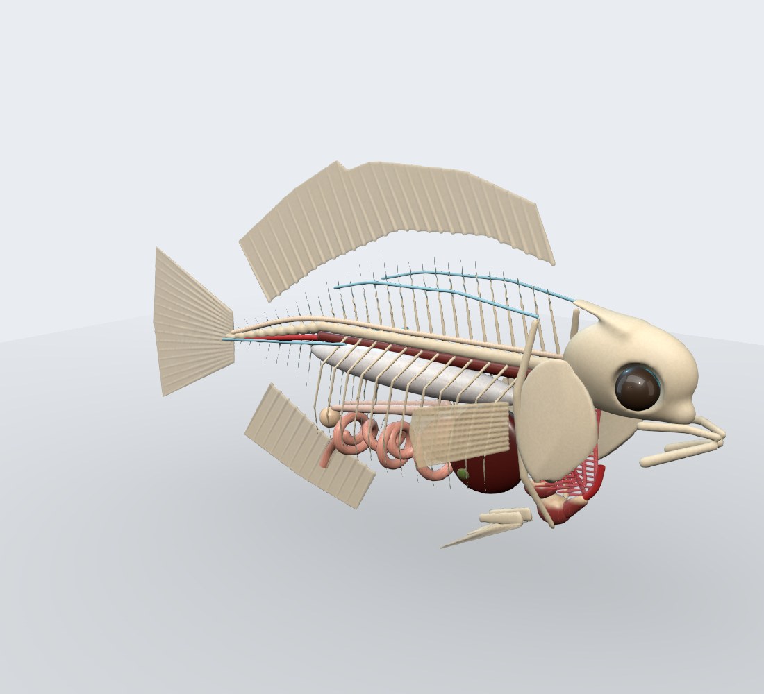 Modelo 3D — Peixes