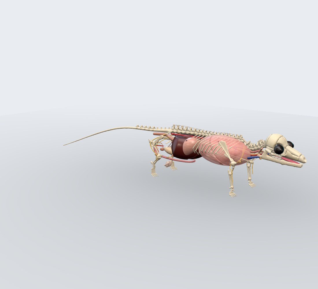 Modelo 3D — Rato