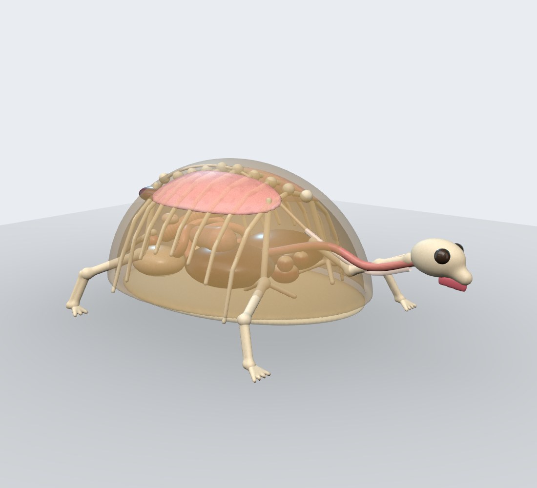 Modelo 3D — Tartaruga (jabuti)