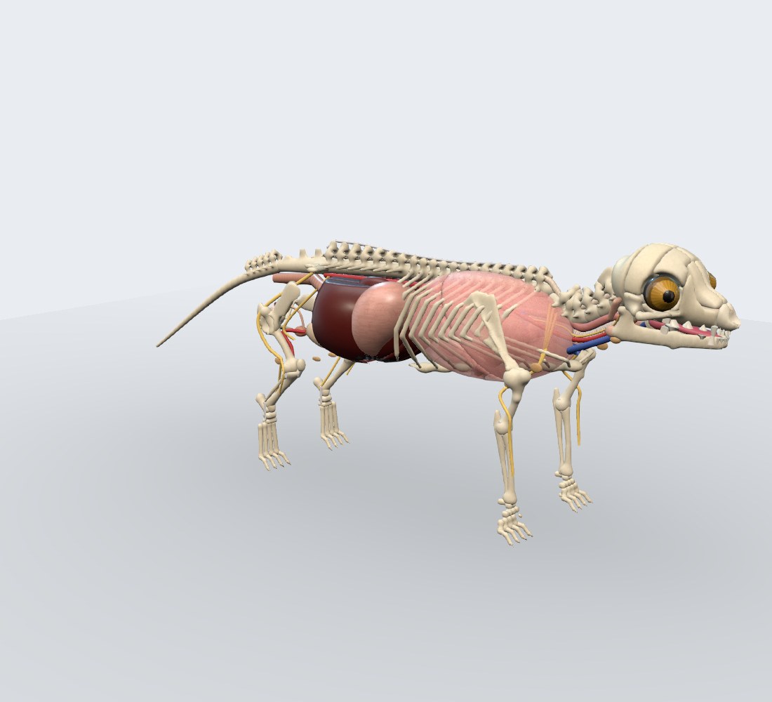 Modelo 3D — Tigre