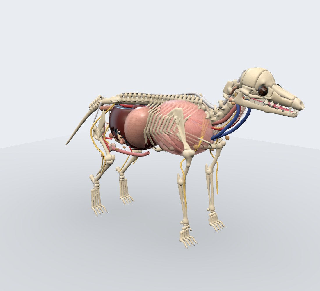 Camada Órgãos, esqueleto e ligamentos do modelo 3D do canino